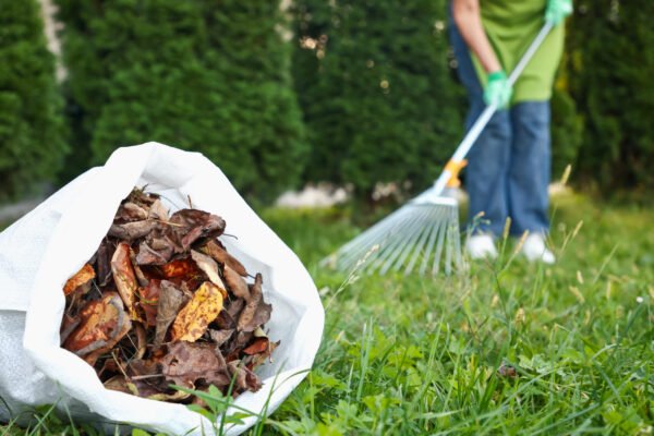 Woman gathering fallen leaves with fan rake on green lawn outdoors, selective focus